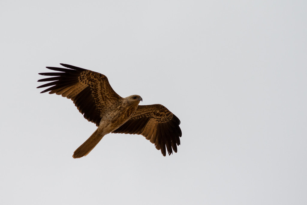 Kite? - taken with D800 and 300mm f/2.8 VR II