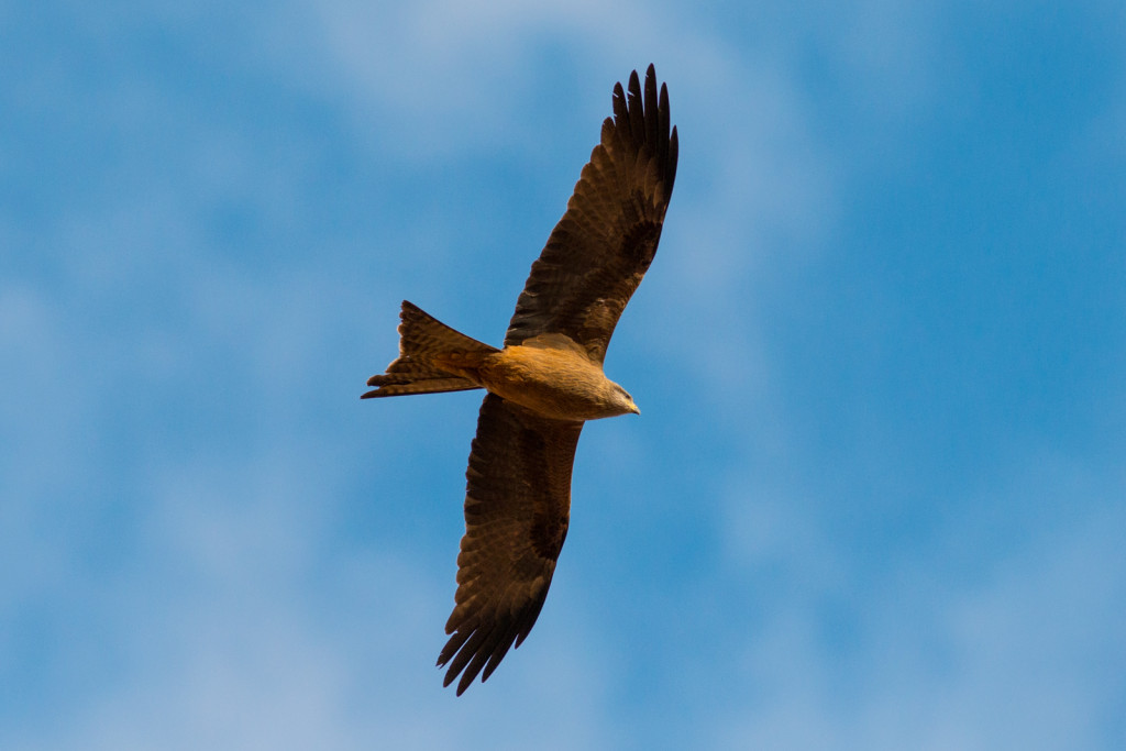 Kite or Falcon?