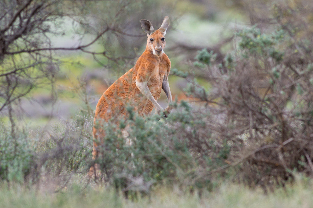 Red kangaroo