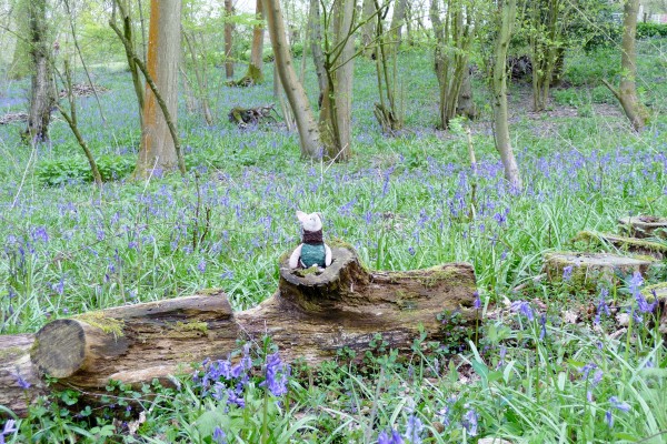 Amongst the bluebells in the Bradford's wood