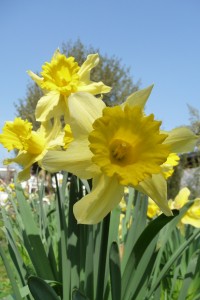 Daffodils in Caroline and Steve's garden