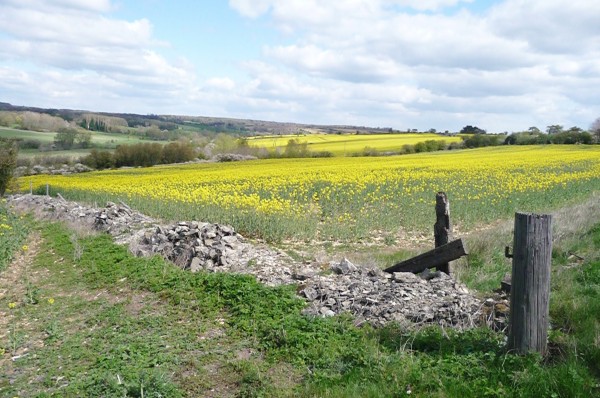 Rape field near Burford