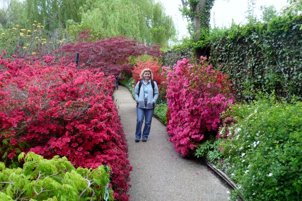 Azaleas in Monet's garden