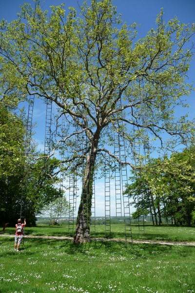 A Ladder tree