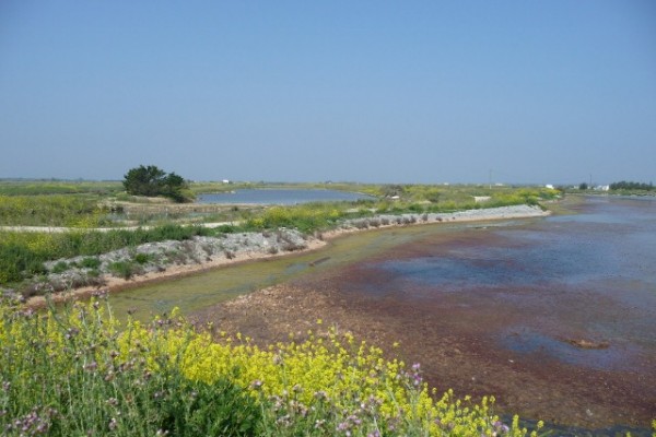 Salt marshes near Loix