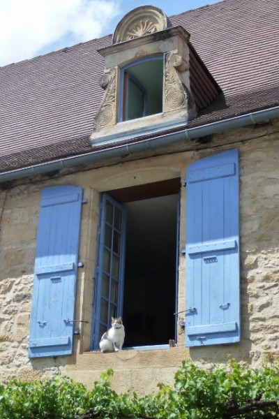 Montignac cat