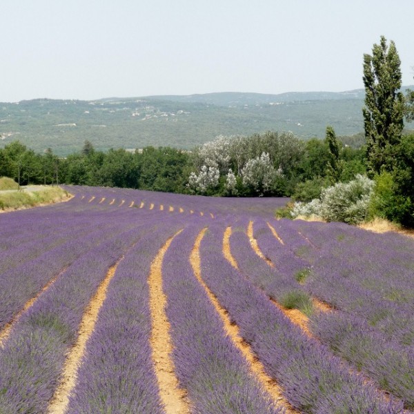 Provence Lavender