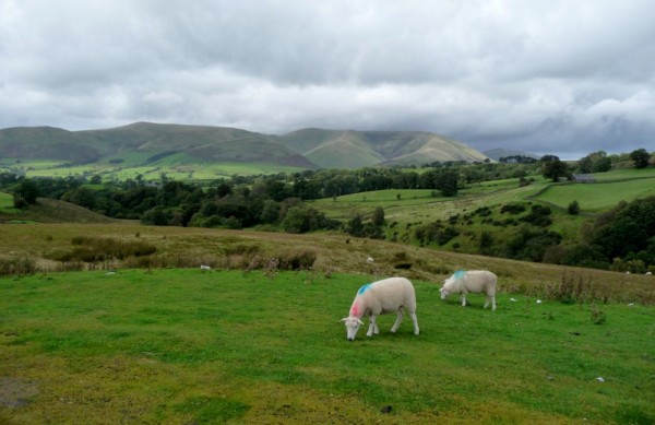 35 Towards the Howgill Fells near Sedburgh