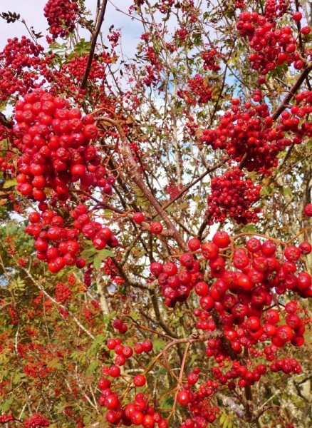 151 Berries at Cromarty (584x800)