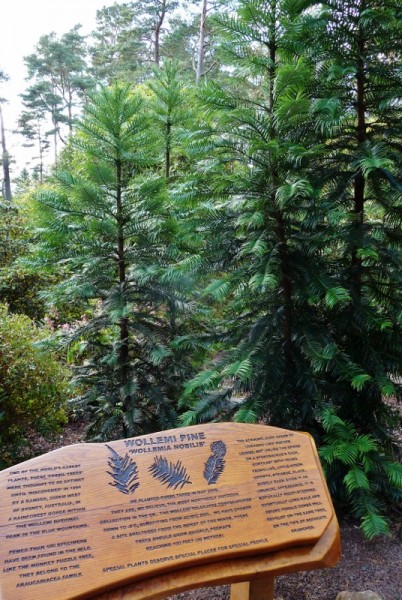170 Wollemi pines at Inverewe Garden (536x800)