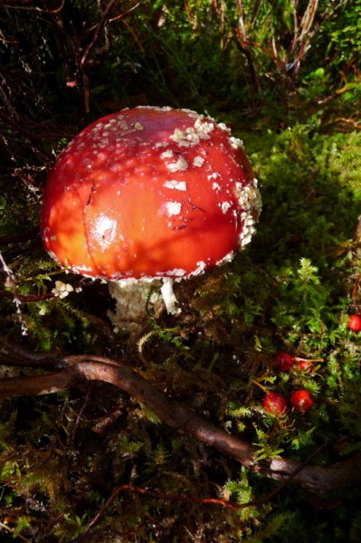 185 Fly agaric toadstool