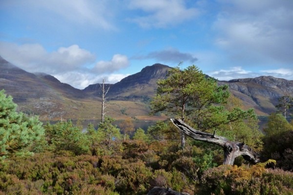 186 View on Beinn Eighe forest walk