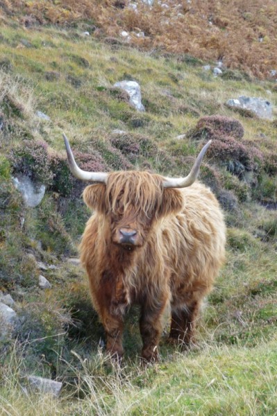 213 A friendly Highlander