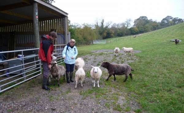 405 Ian & Laura with some of the herd