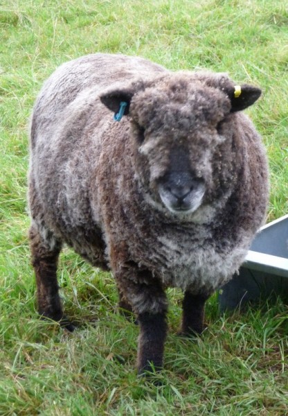 408 'Teddy bear' sheep