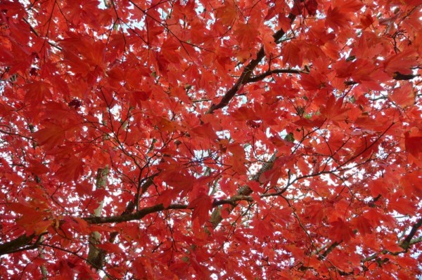 420 Sheffield Park (800x533)