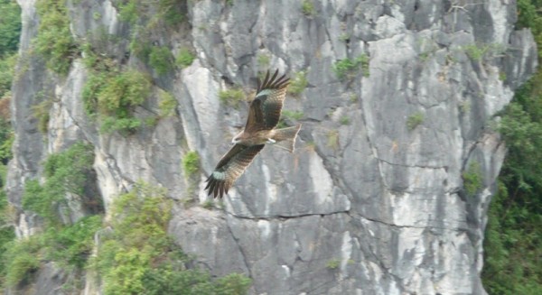 A Sea Eagle In Ha Long Bay