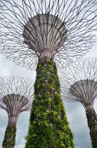 The Supertrees