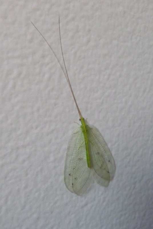 An Interesting Bug