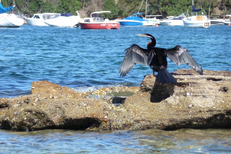 Shag on a rock at Balmoral