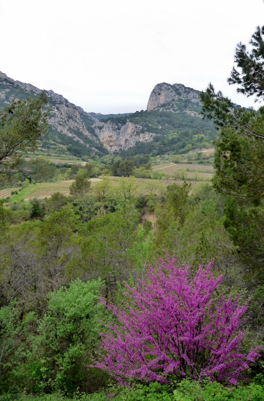 A view of the Dentelles de Montmirail