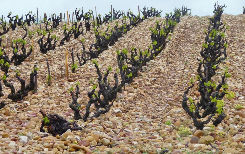 The vines around Châteauneuf du Pape are grown amongst galets (large round stones)