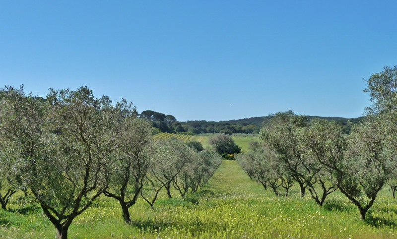 Olive grove and wildflowers on Île de Porquerolles
