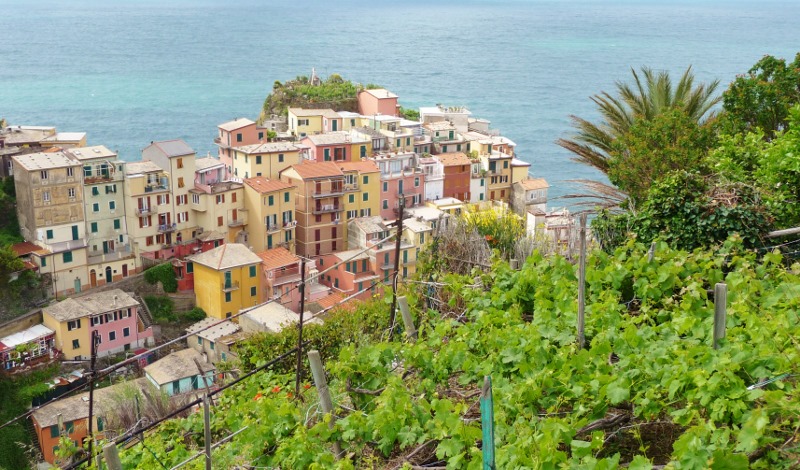 Starting the walk up through the grapevines from Manarola