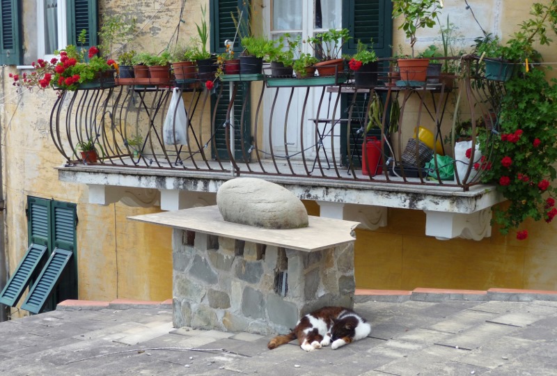 Sleeping like a log in Corniglia, cat style........