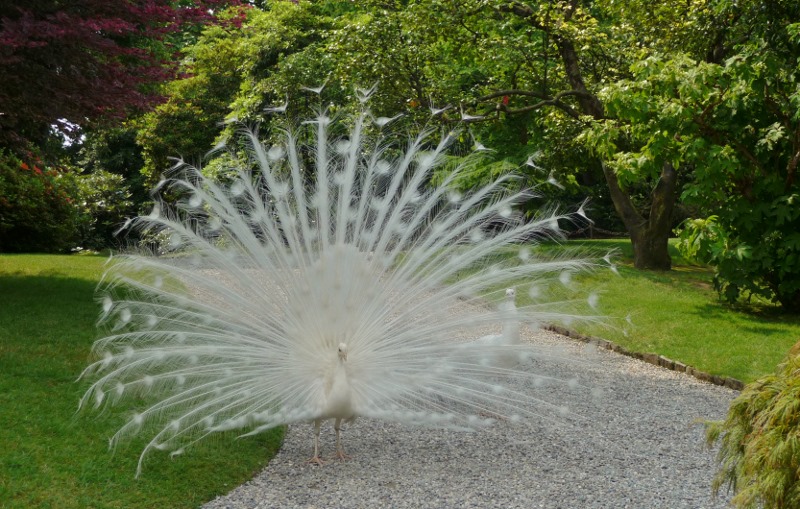 White peacock in the gardens at Isola Maggiore