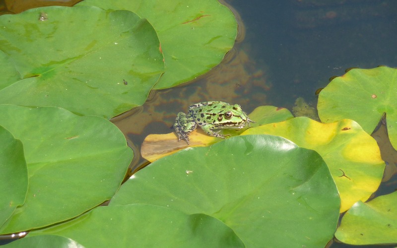 A very green frog in the garden of Isola Bella