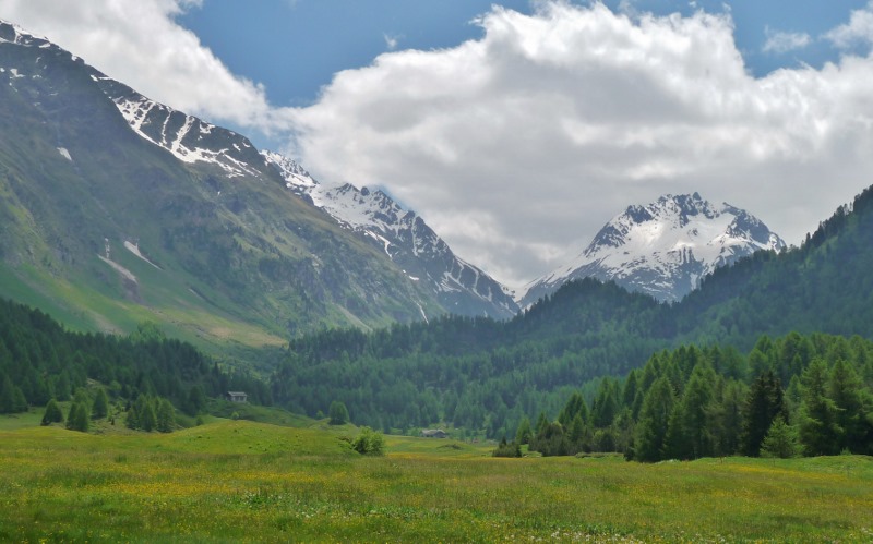 Swiss meadow full of buttercups