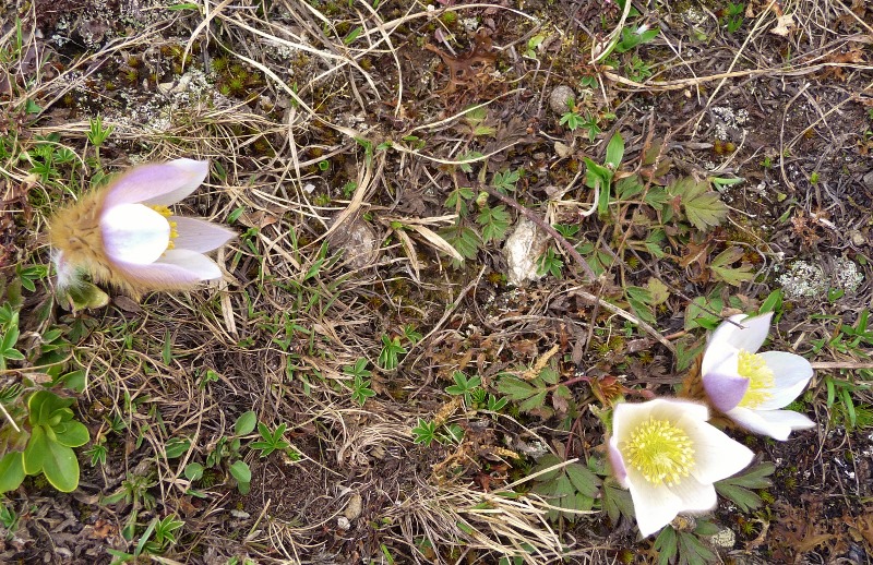 Frühlings Anemone