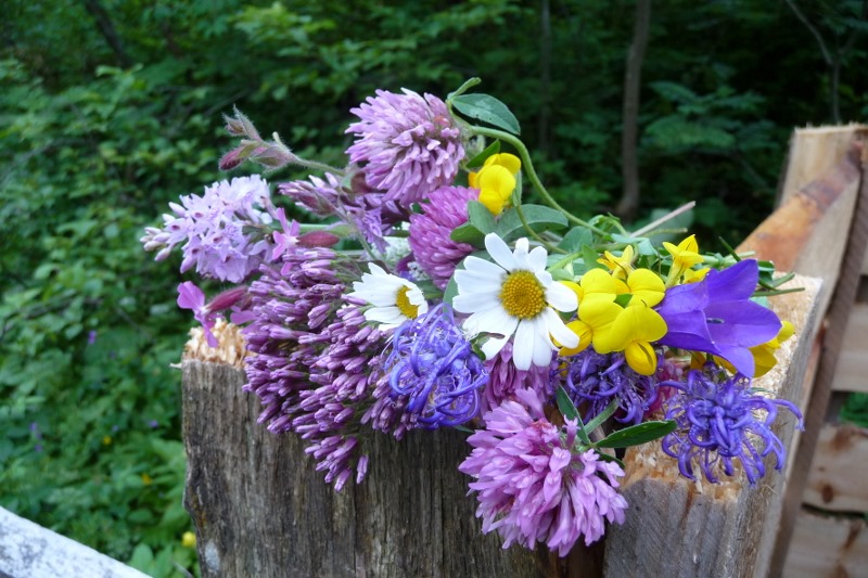 My bunch of wildflowers for Eileen