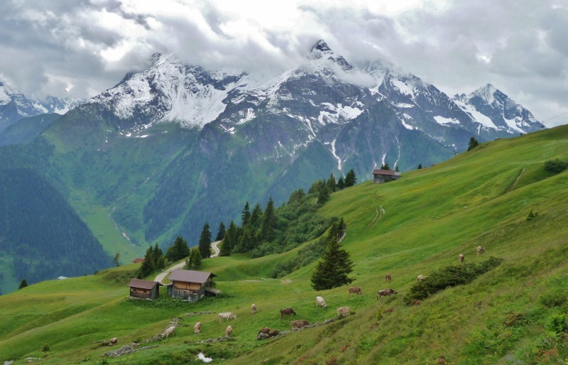 Cows, bells and mountains