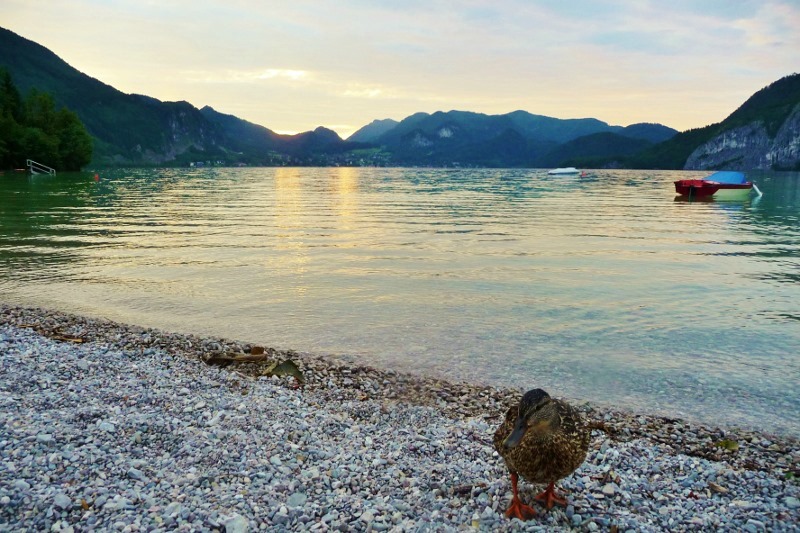 Duck at sunset