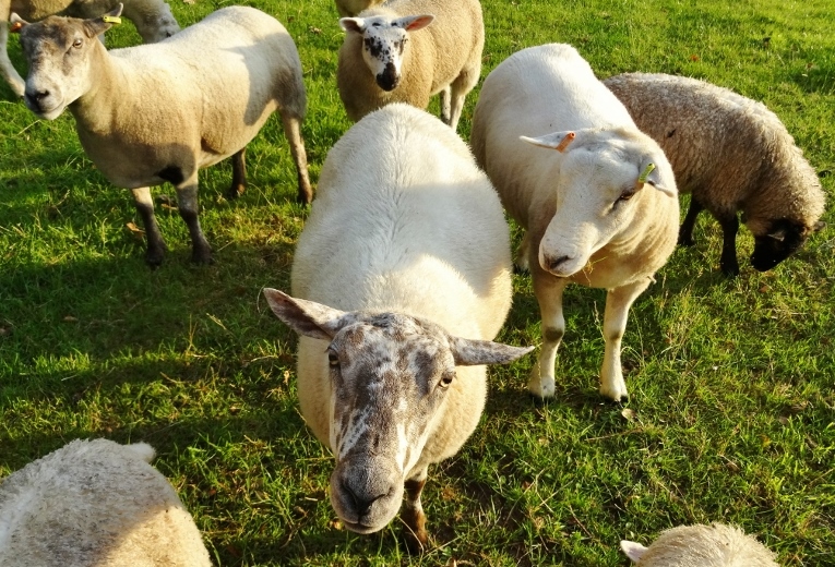 Baa