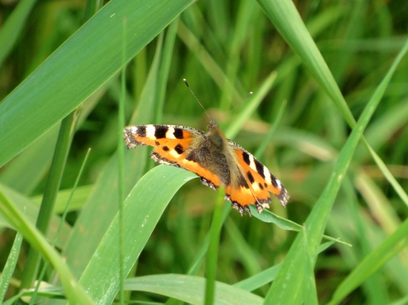 Butterfly in the long grass