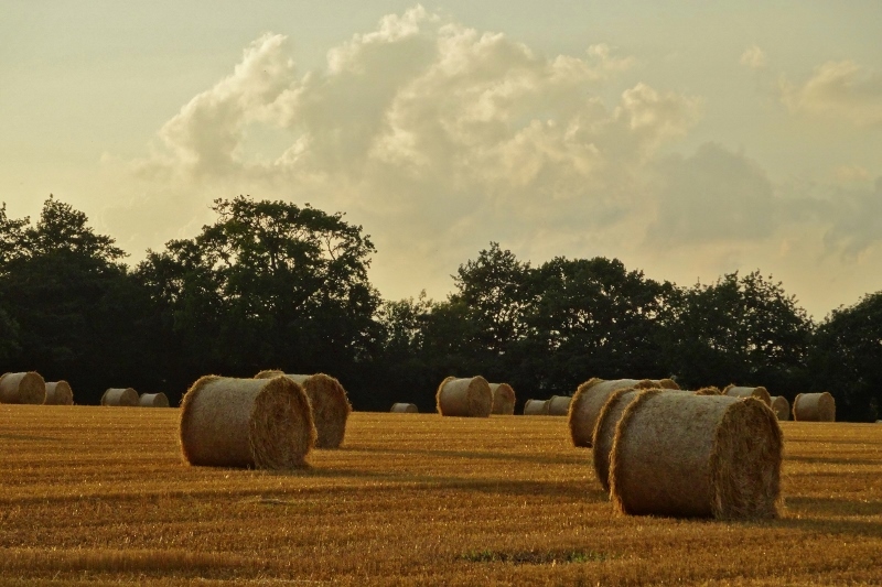 Harvest time near Aylsham