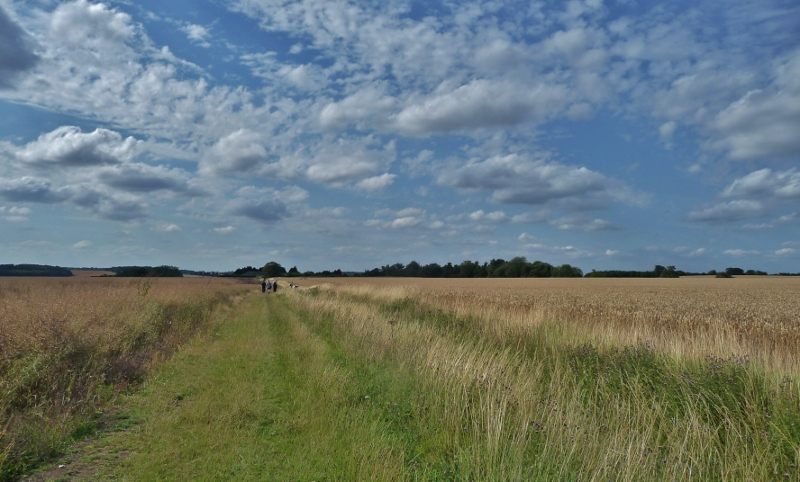 Walking the fields of Hertfordshire
