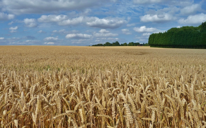 Ripening wheat