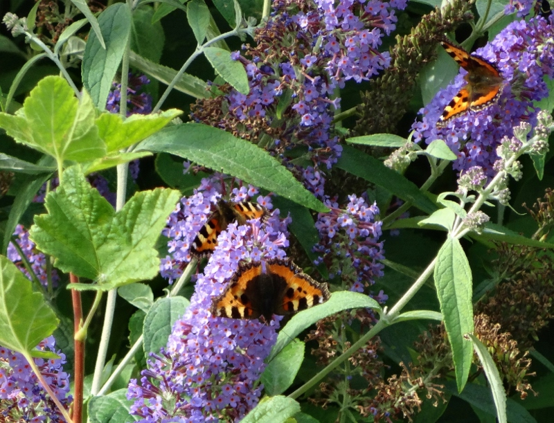 Red Admiral Butterflies