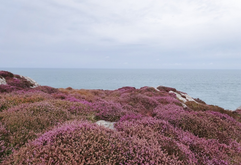 Heather on St Davids Head