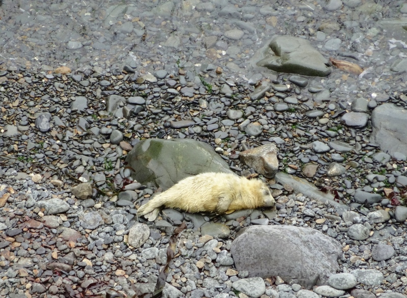 Newborn seal pup