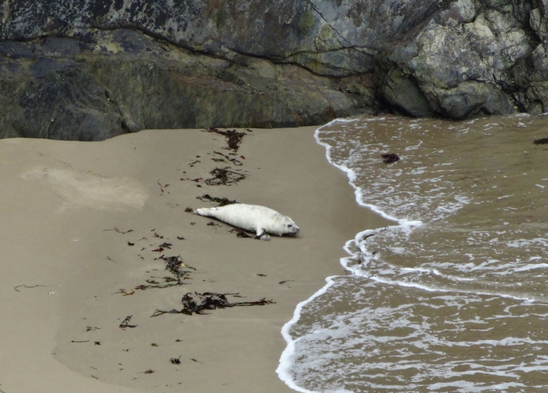 Seal pup waiting on the beach