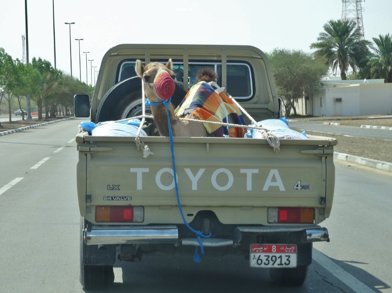 They don't ride them now, they give them a lift !!!