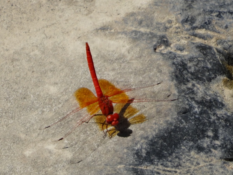 Globeskimmer dragonfly 
