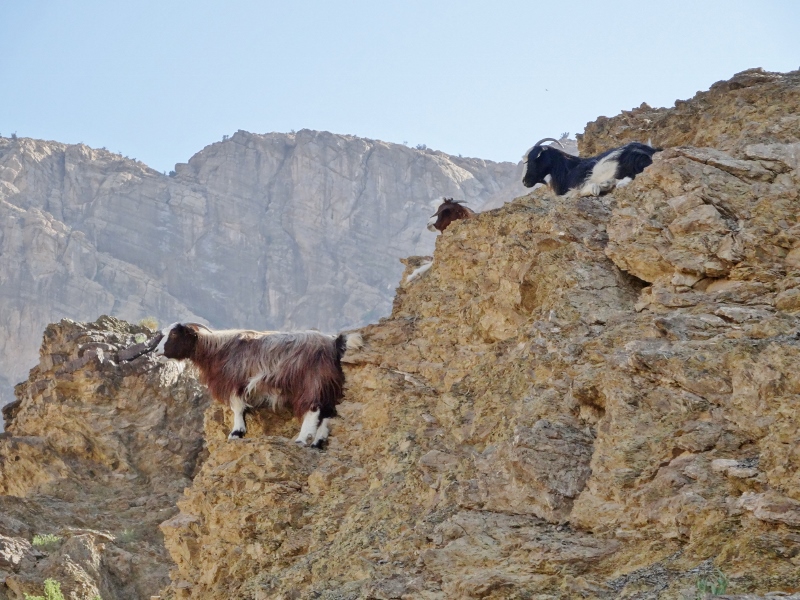 Goats at Misfat Al Abriyya