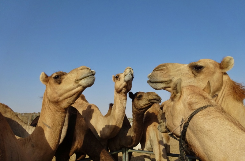 Camel conversing