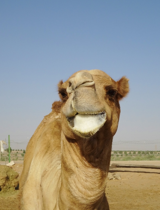 Camel Colgate